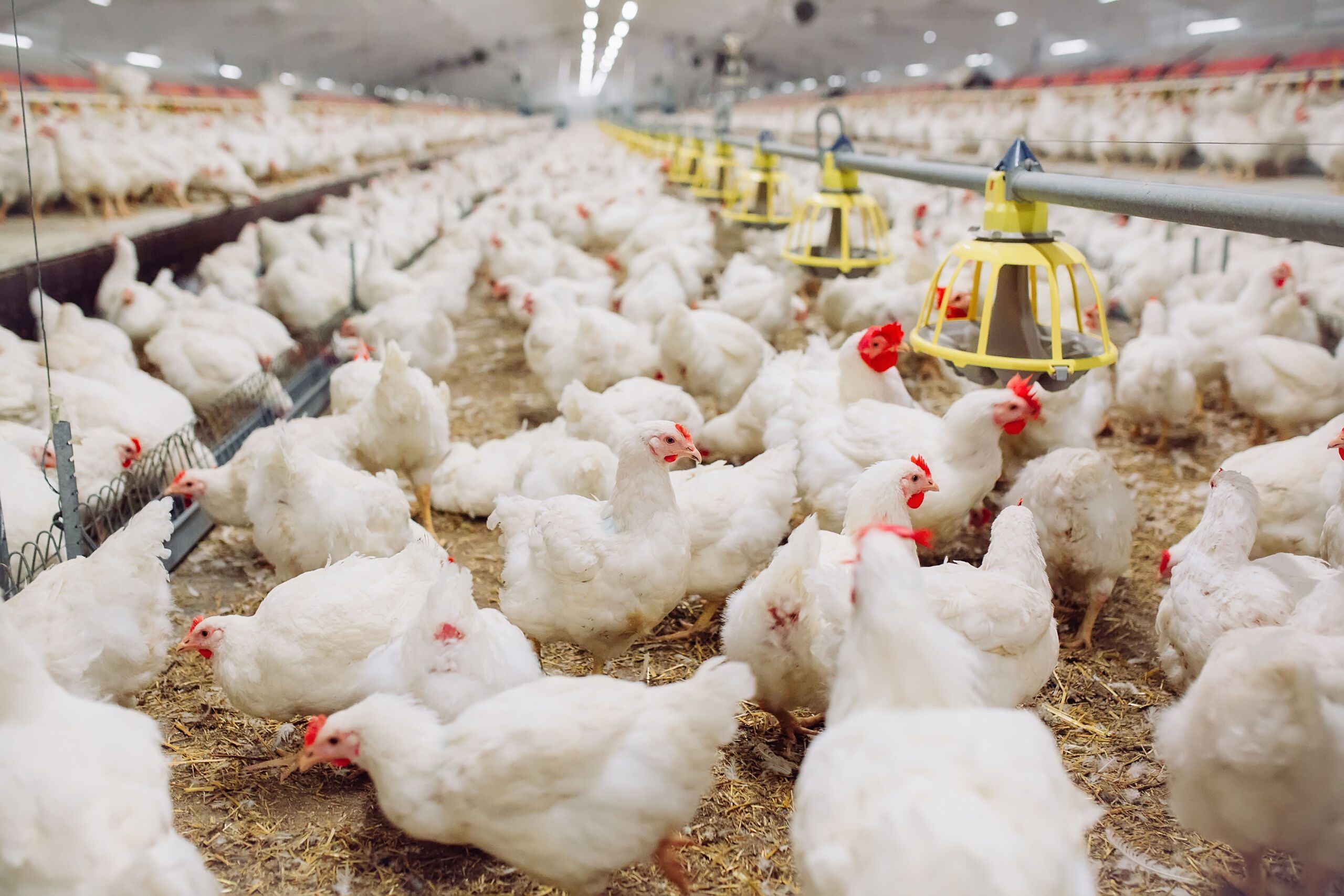 polish_poultry_3-scaled.jpeg
