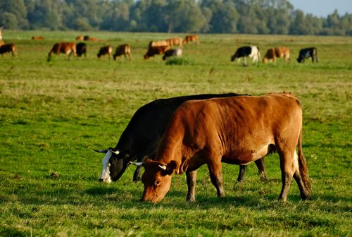 อิหร่านขับเคลื่อนนโยบายการค้าโดยใช้กลไกการแลกเปลี่ยนสินค้า (Barter Trade)  ระหว่างน้ำมันกับสินค้าจำเป็นพื้นฐาน