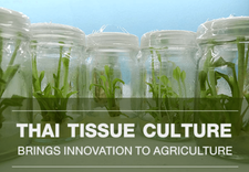 Thai Tissue Culture Brings Innovation to Agriculture
