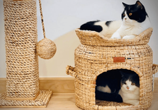 Love Your Pet and the Planet with CatChawa